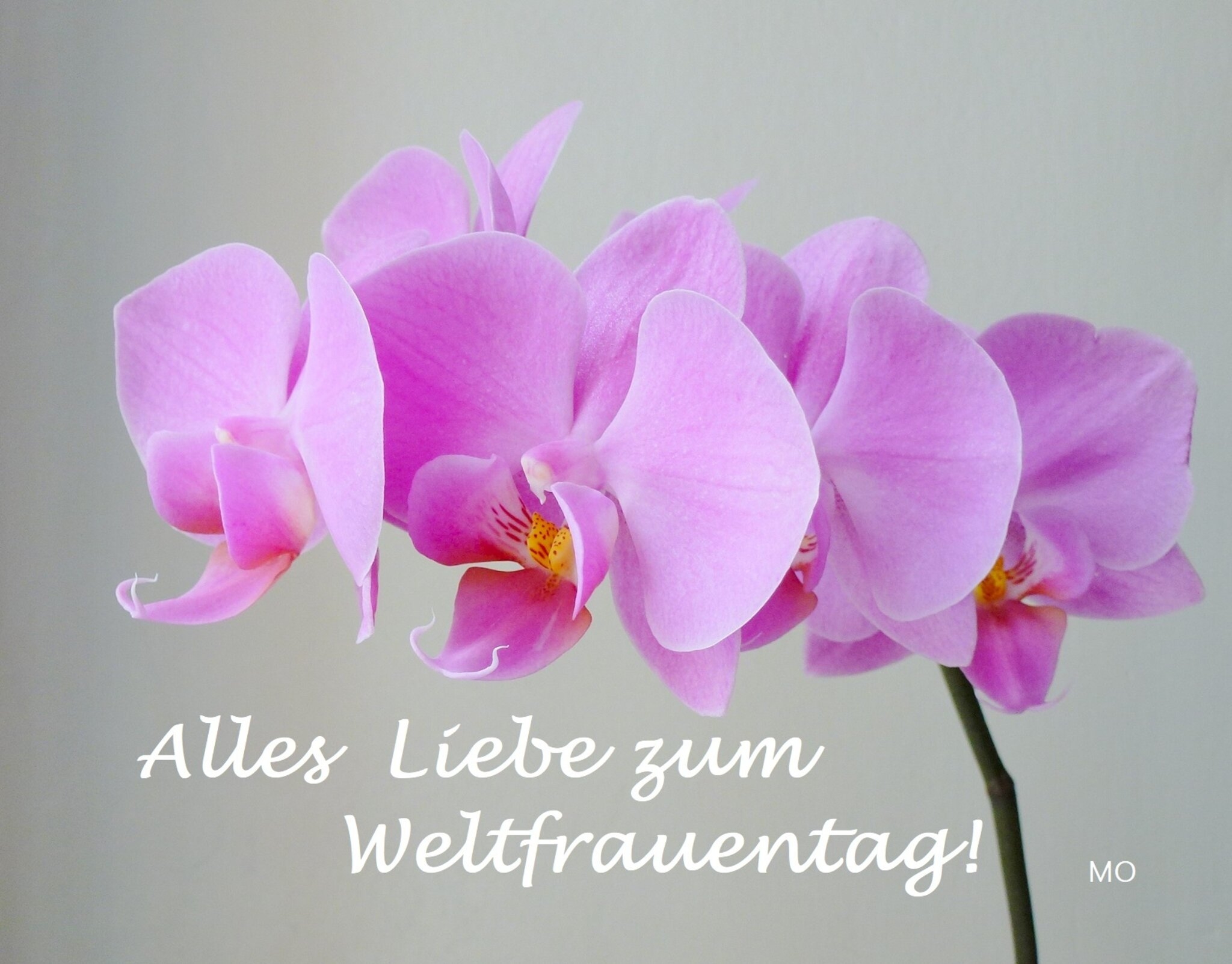 685471_XXL
