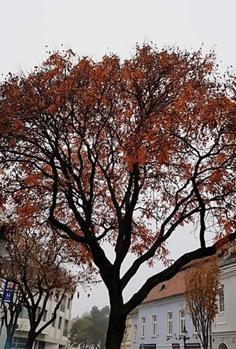Herbst 2024 29.10.2024