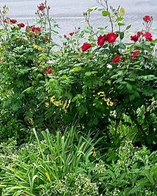 Spaziergang 07.05.2024