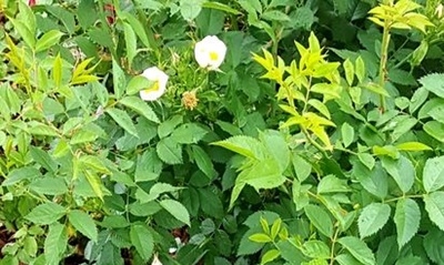 Spaziergang 07.05.2024