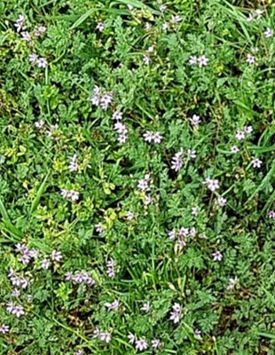 Spaziergang 07.05.2024