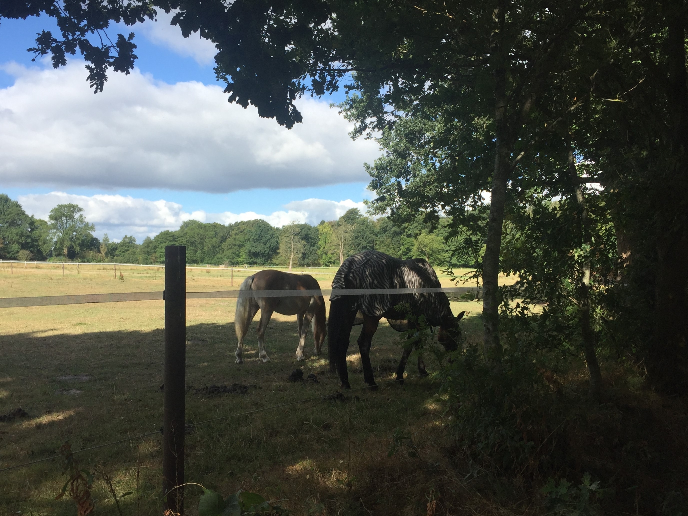 Spaziergang durch die Weiten Neuenburgs/Friesland 05.07.2019