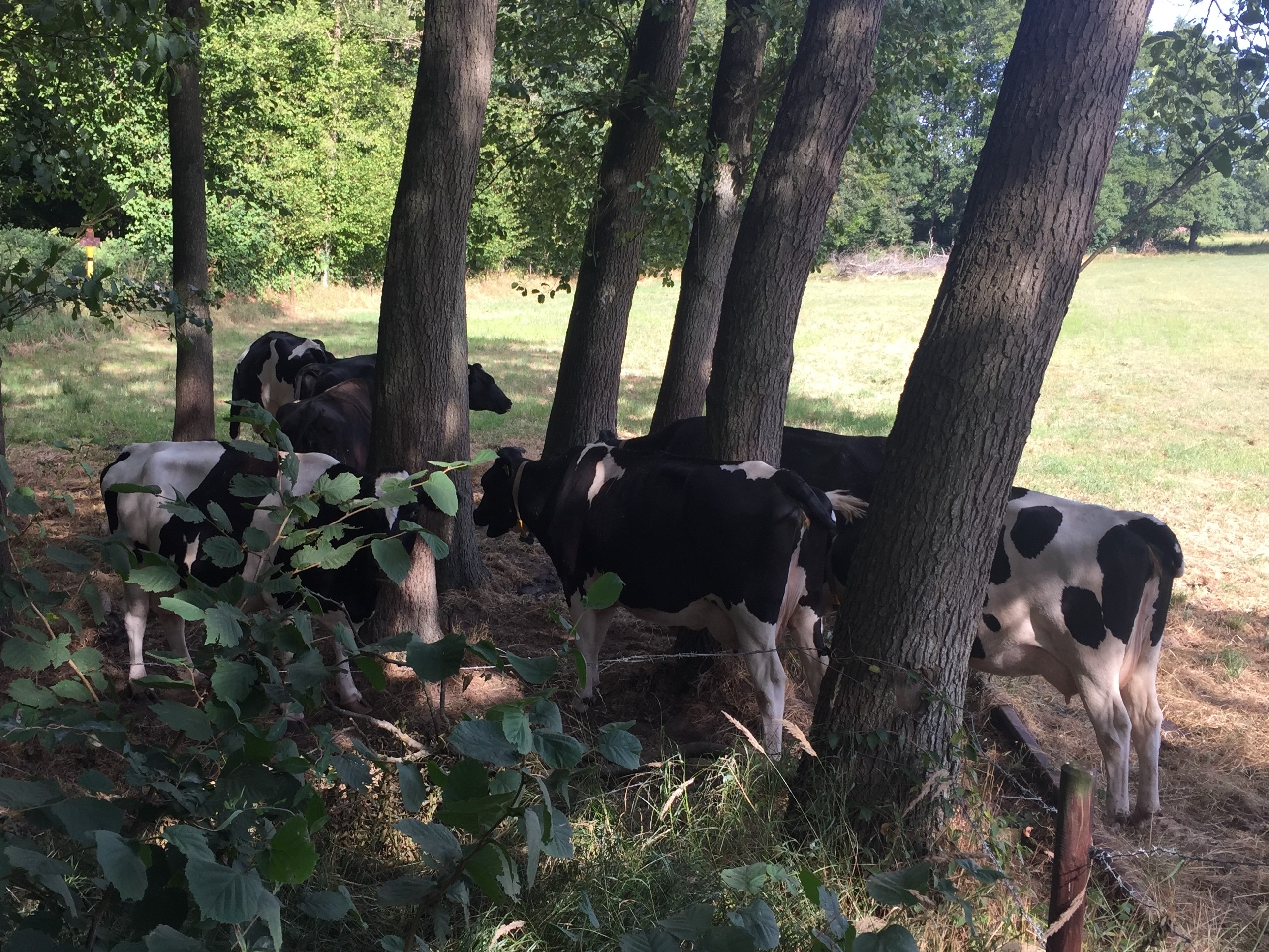 Spaziergang durch die Weiten Neuenburgs/Friesland 06.07.2019