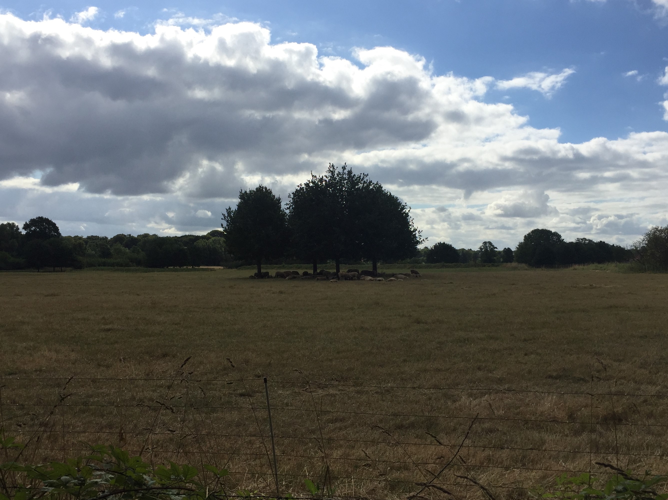 Spaziergang durch die Weiten Neuenburgs/Friesland 06.07.2019