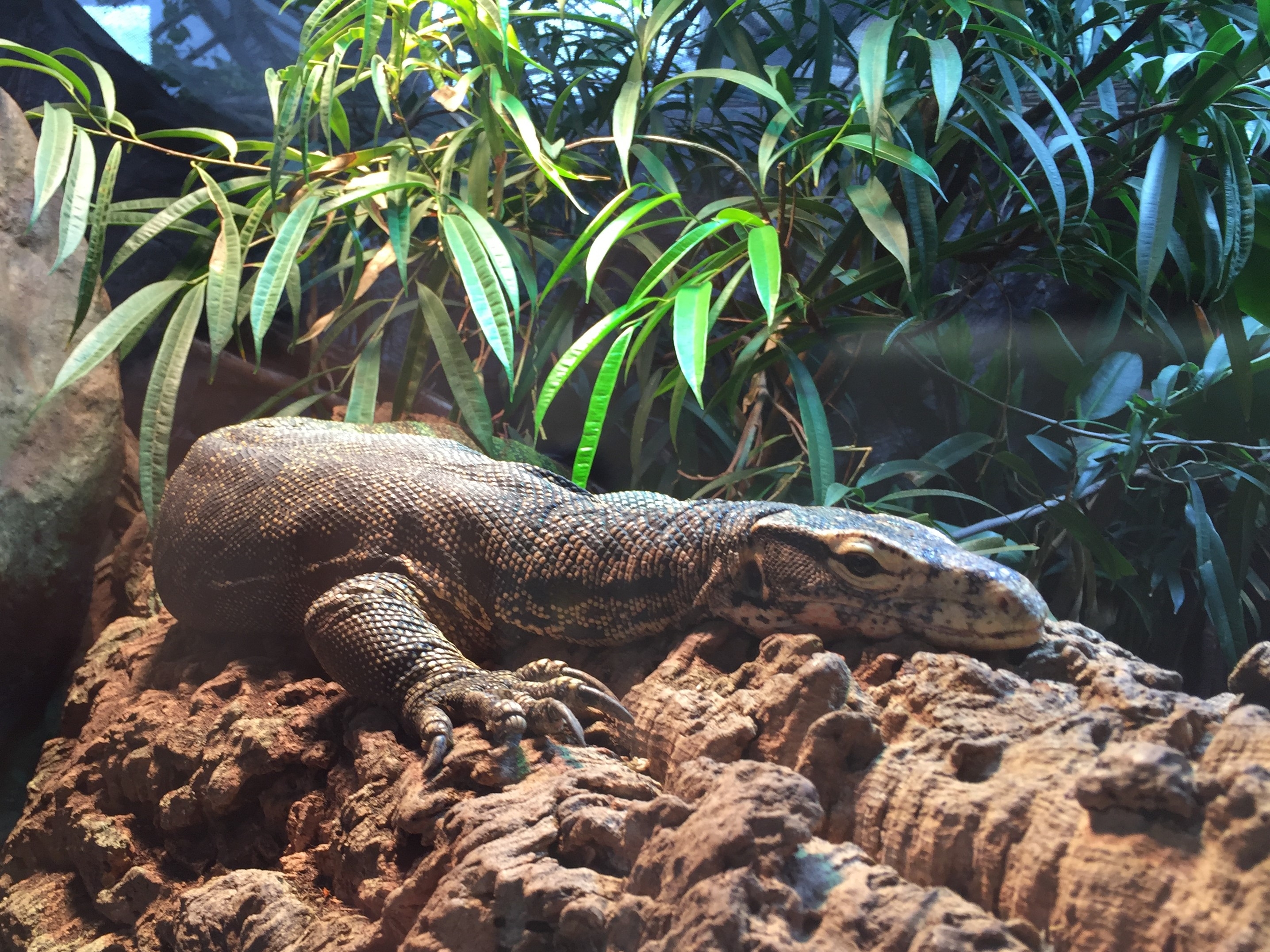 Zoo 05.07.2019
