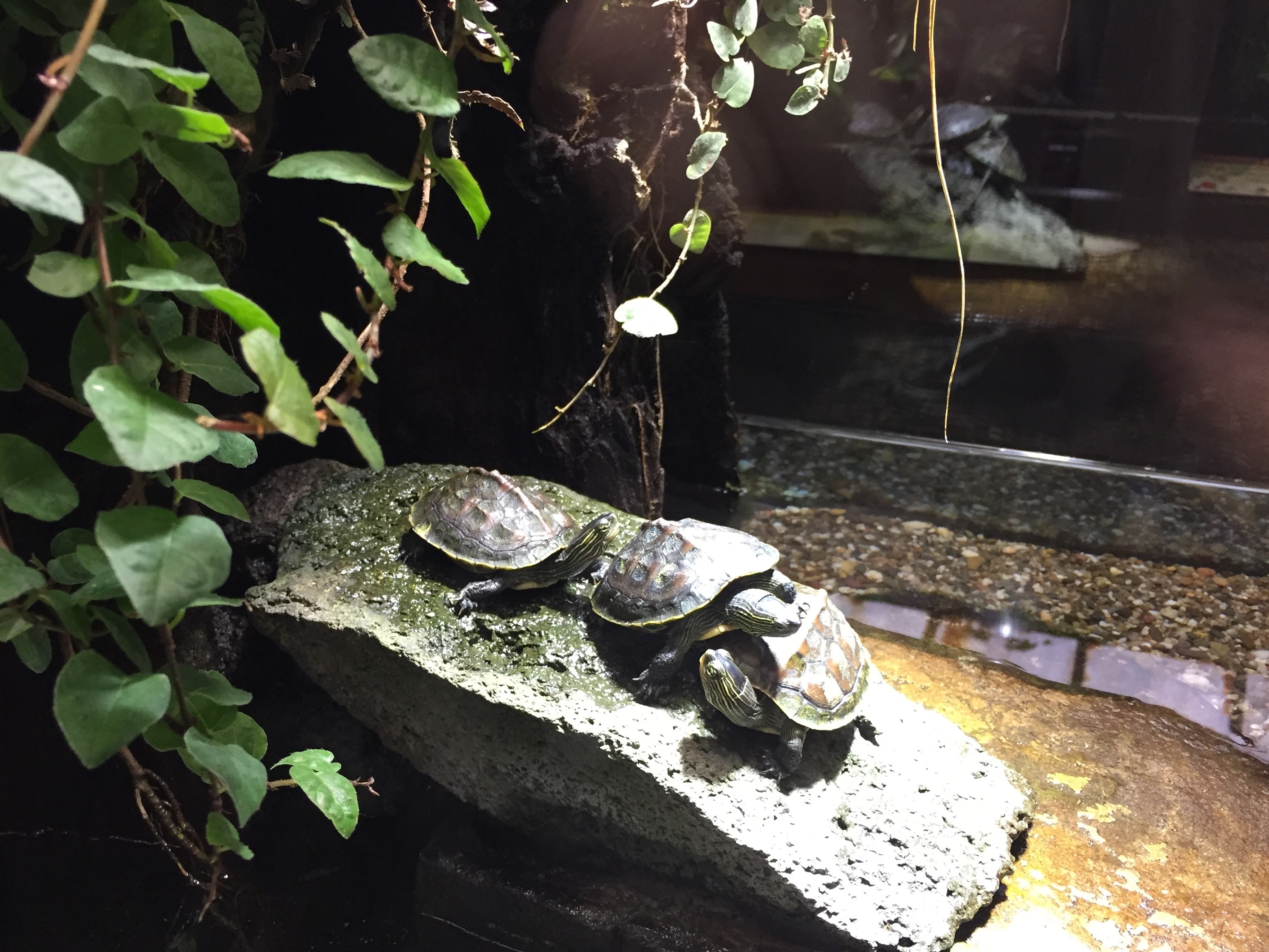 Zoo 05.07.2019