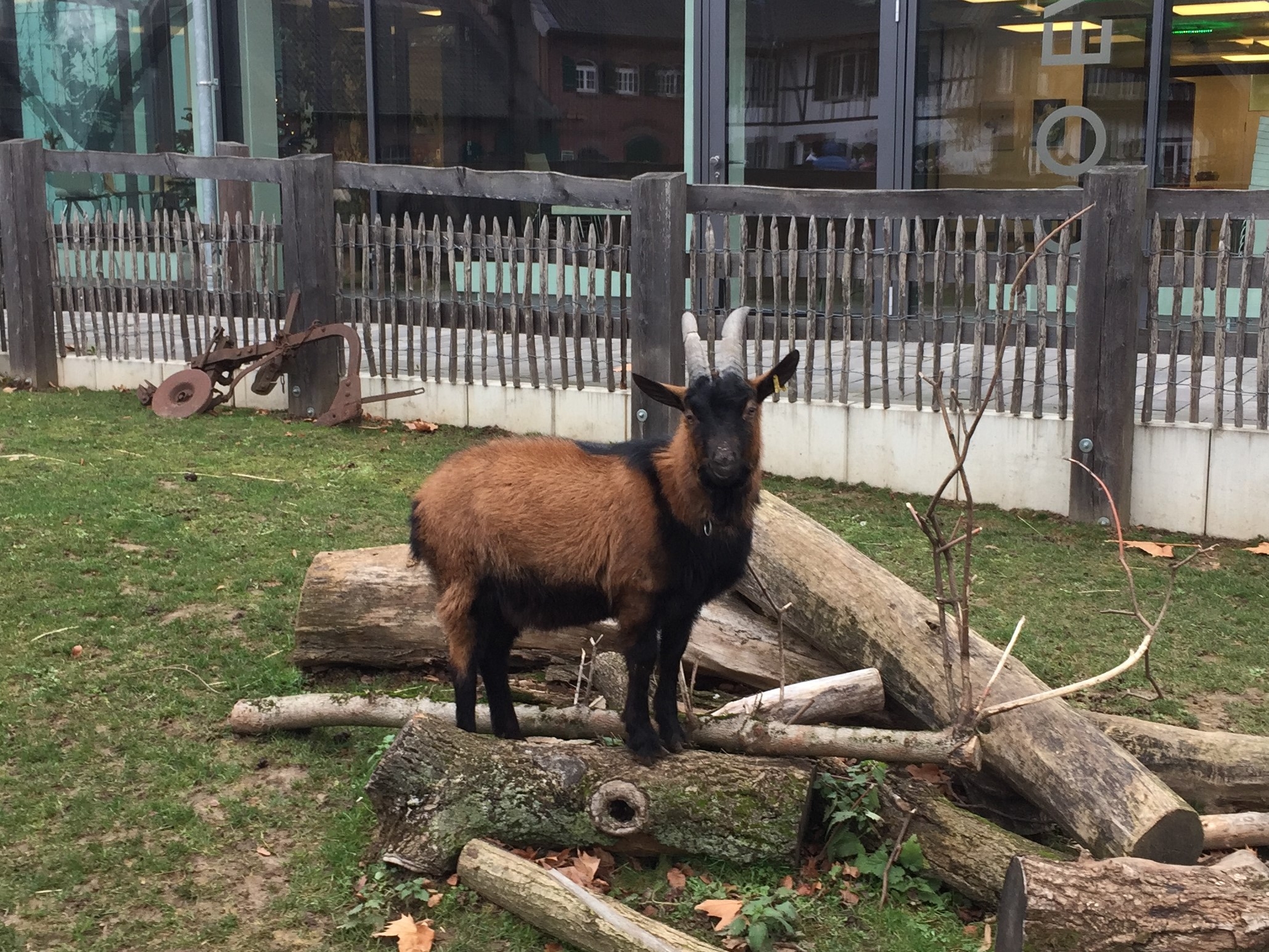 Zoo 05.07.2019