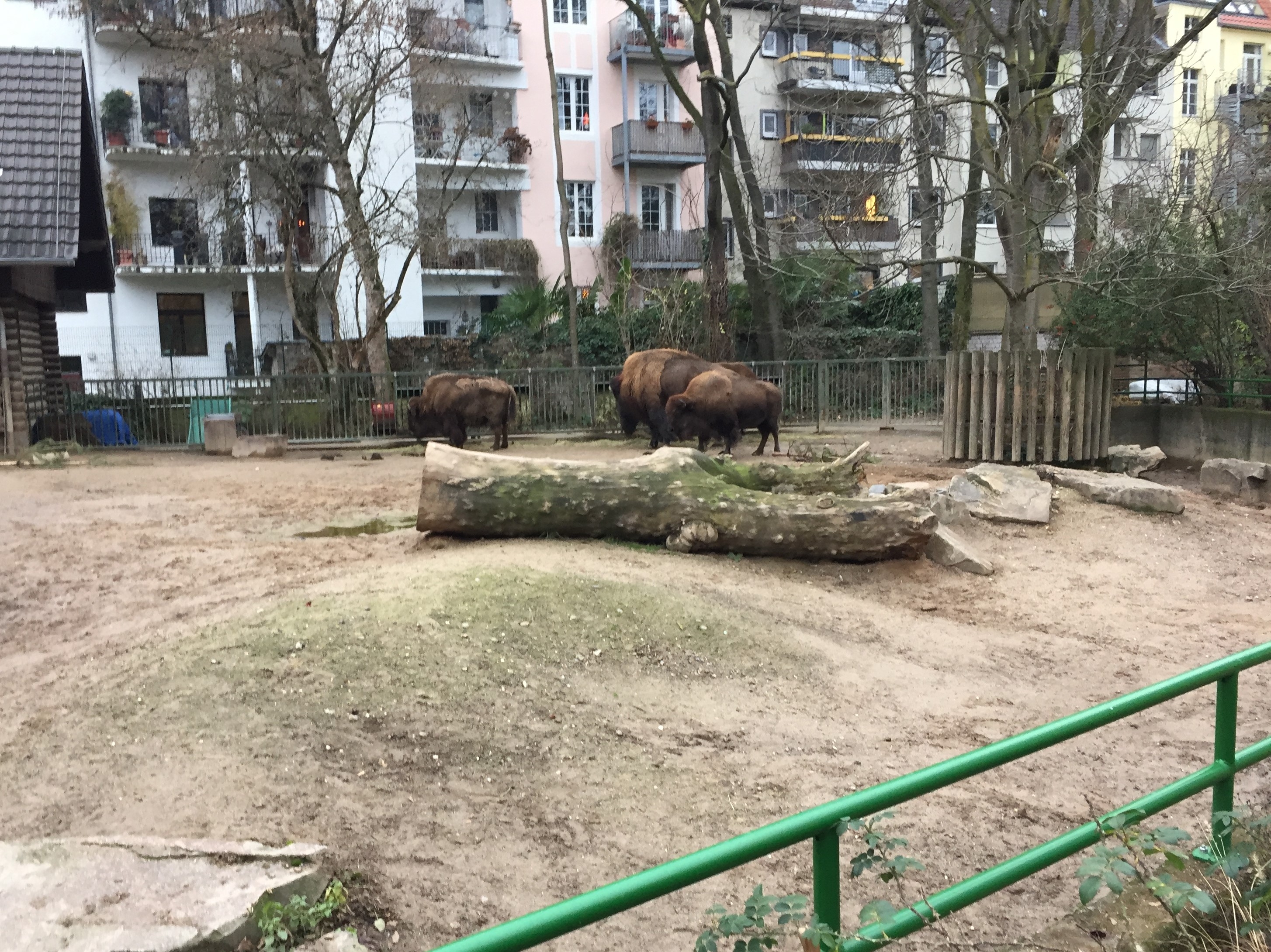 Zoo 05.07.2019