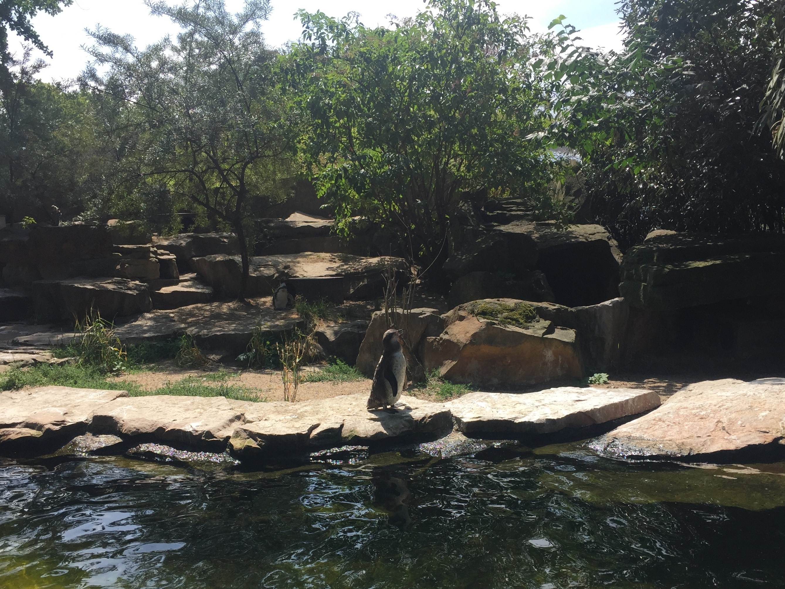 Zoo Berlin  14.08.2019