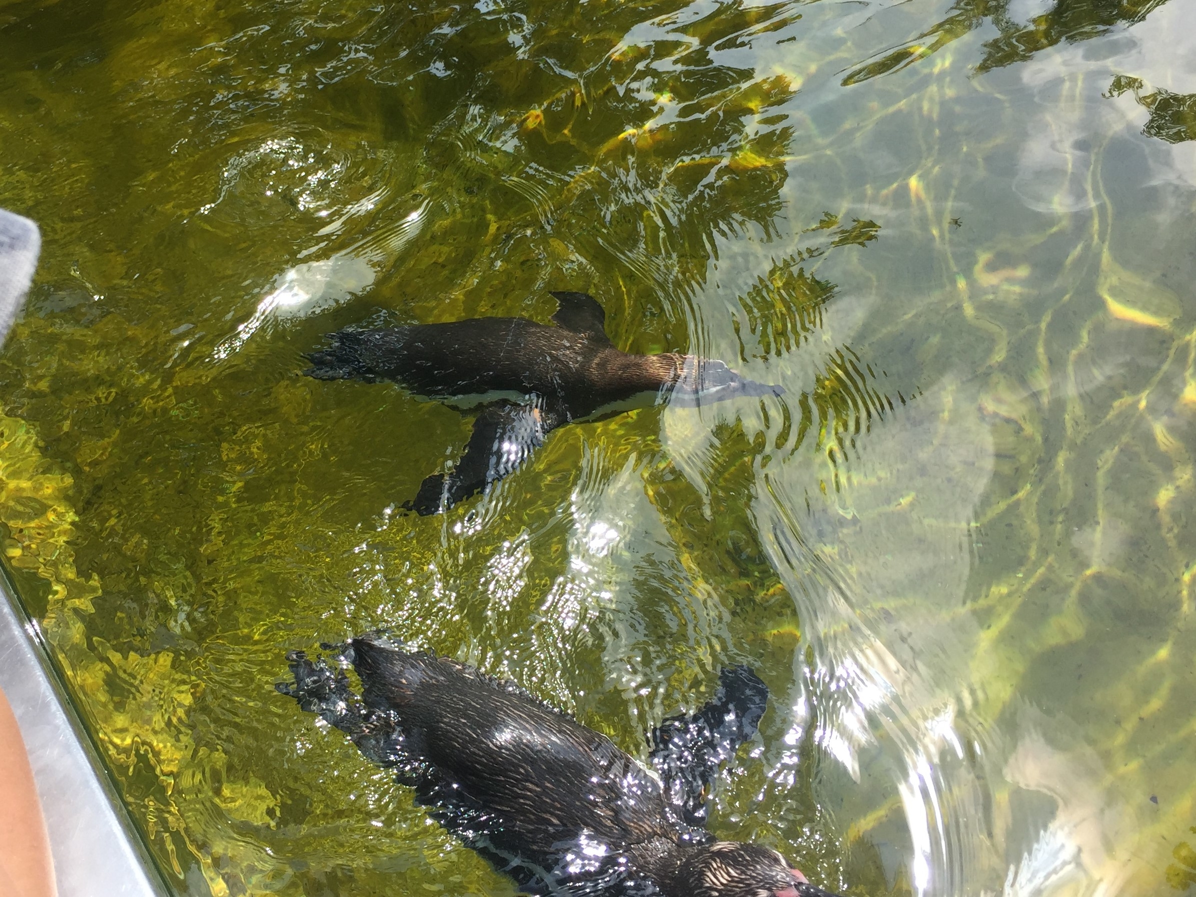 Zoo Berlin  14.08.2019