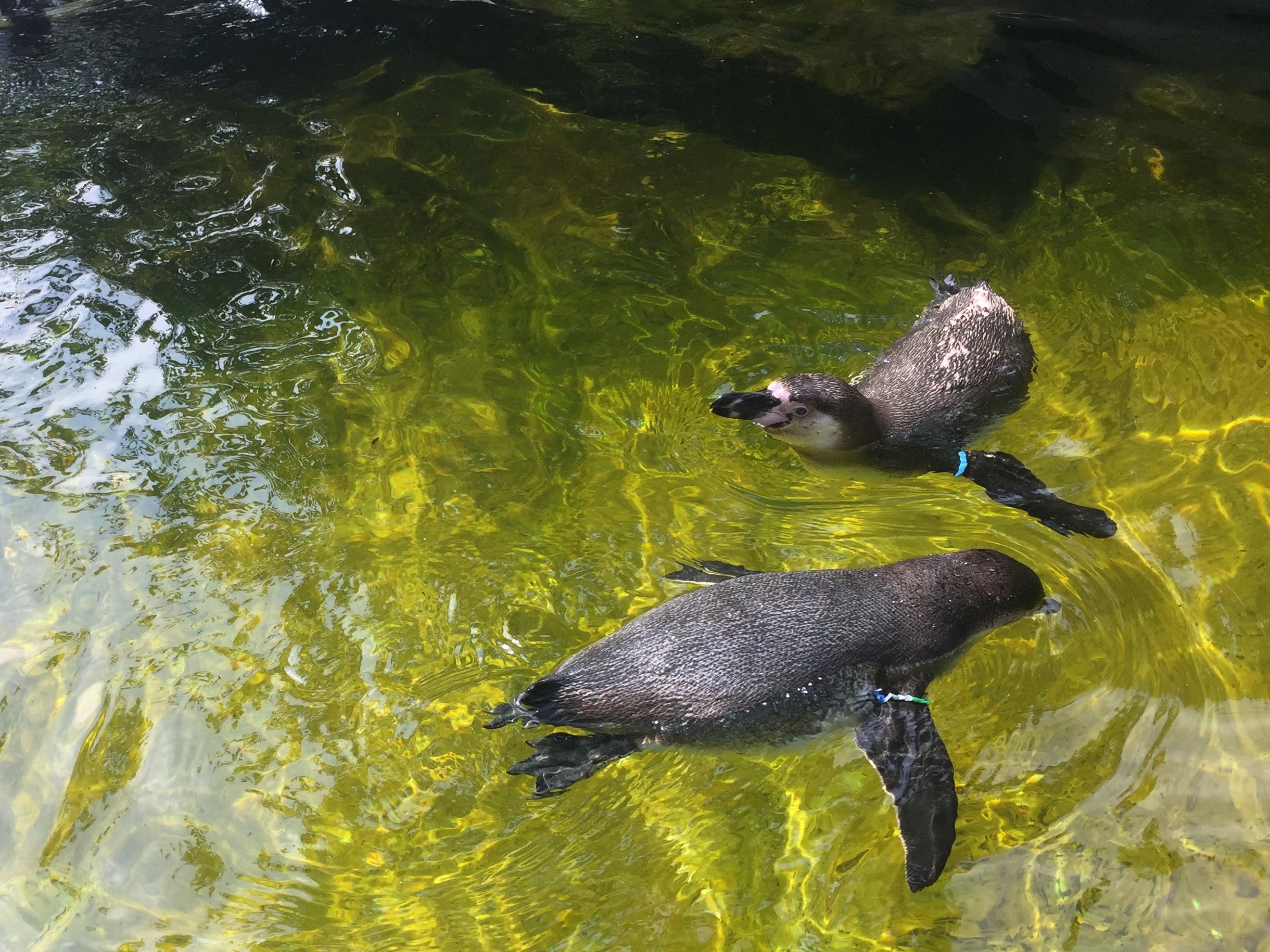 Zoo Berlin  14.08.2019