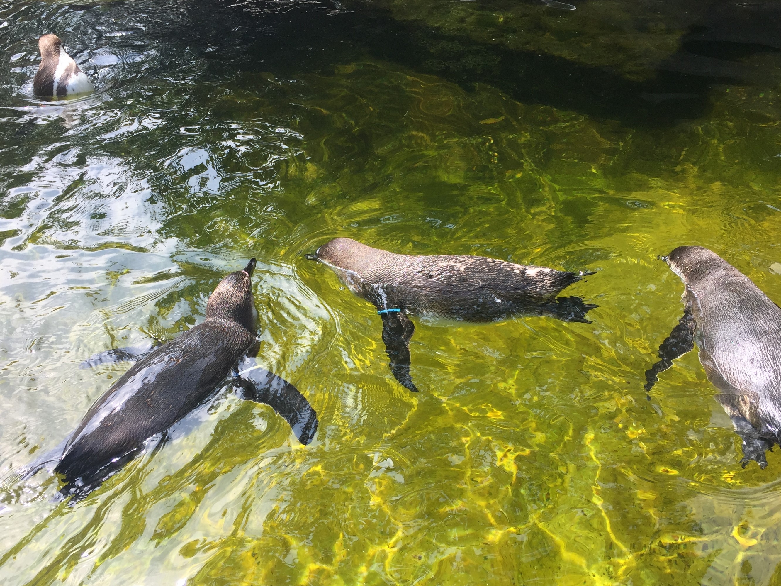 Zoo Berlin  14.08.2019