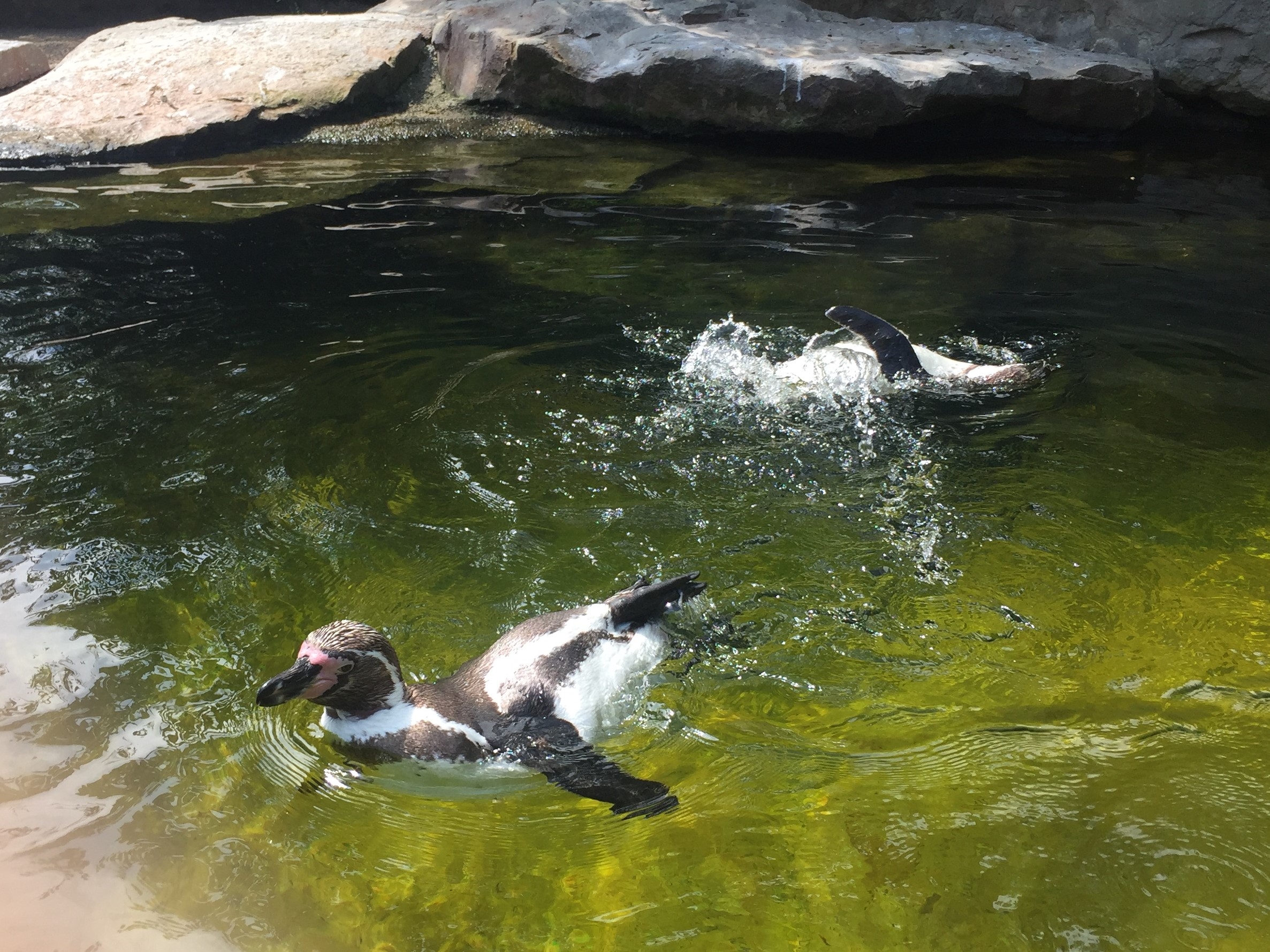 Zoo Berlin  14.08.2019
