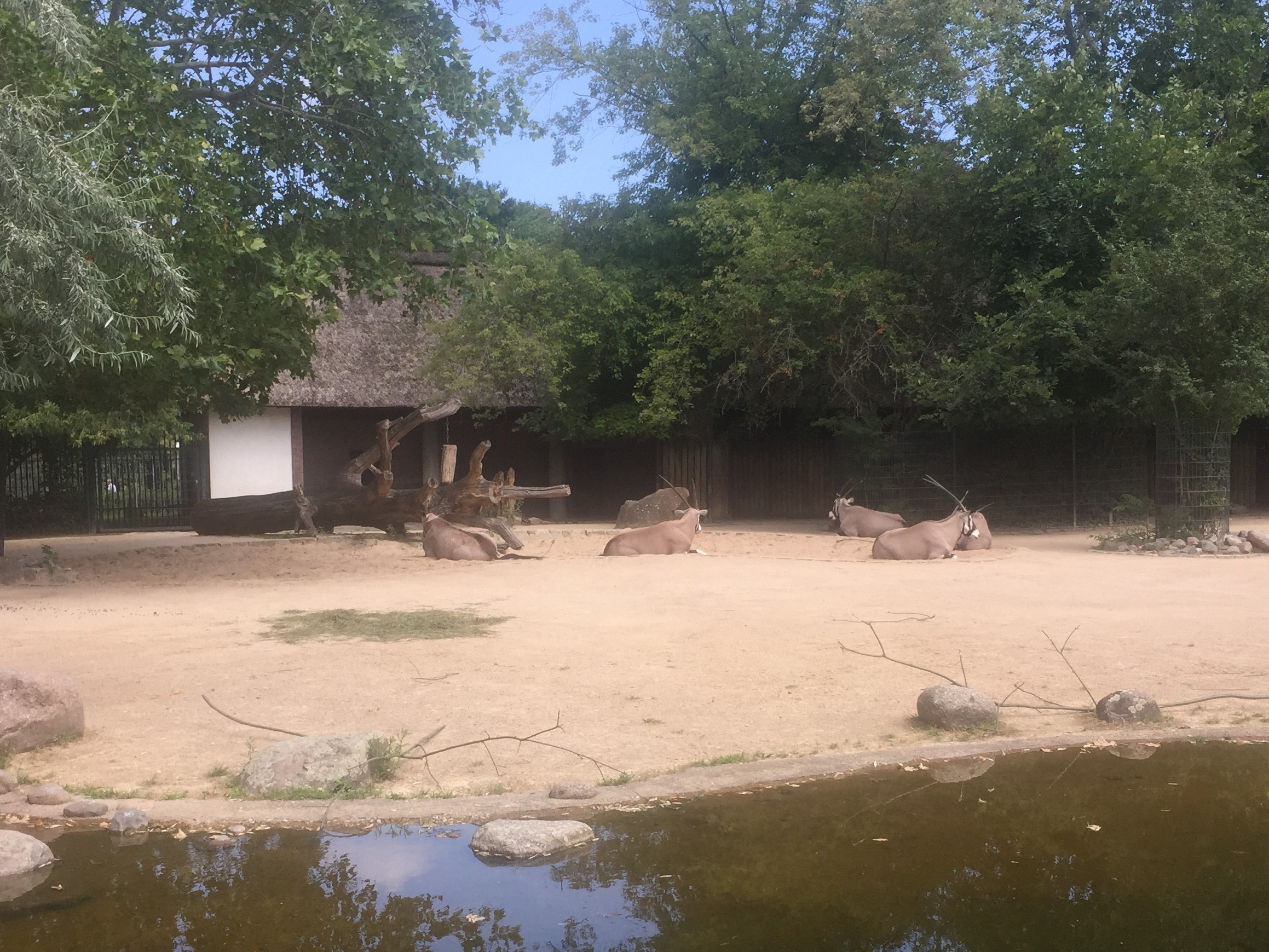 Zoo Berlin  14.08.2019
