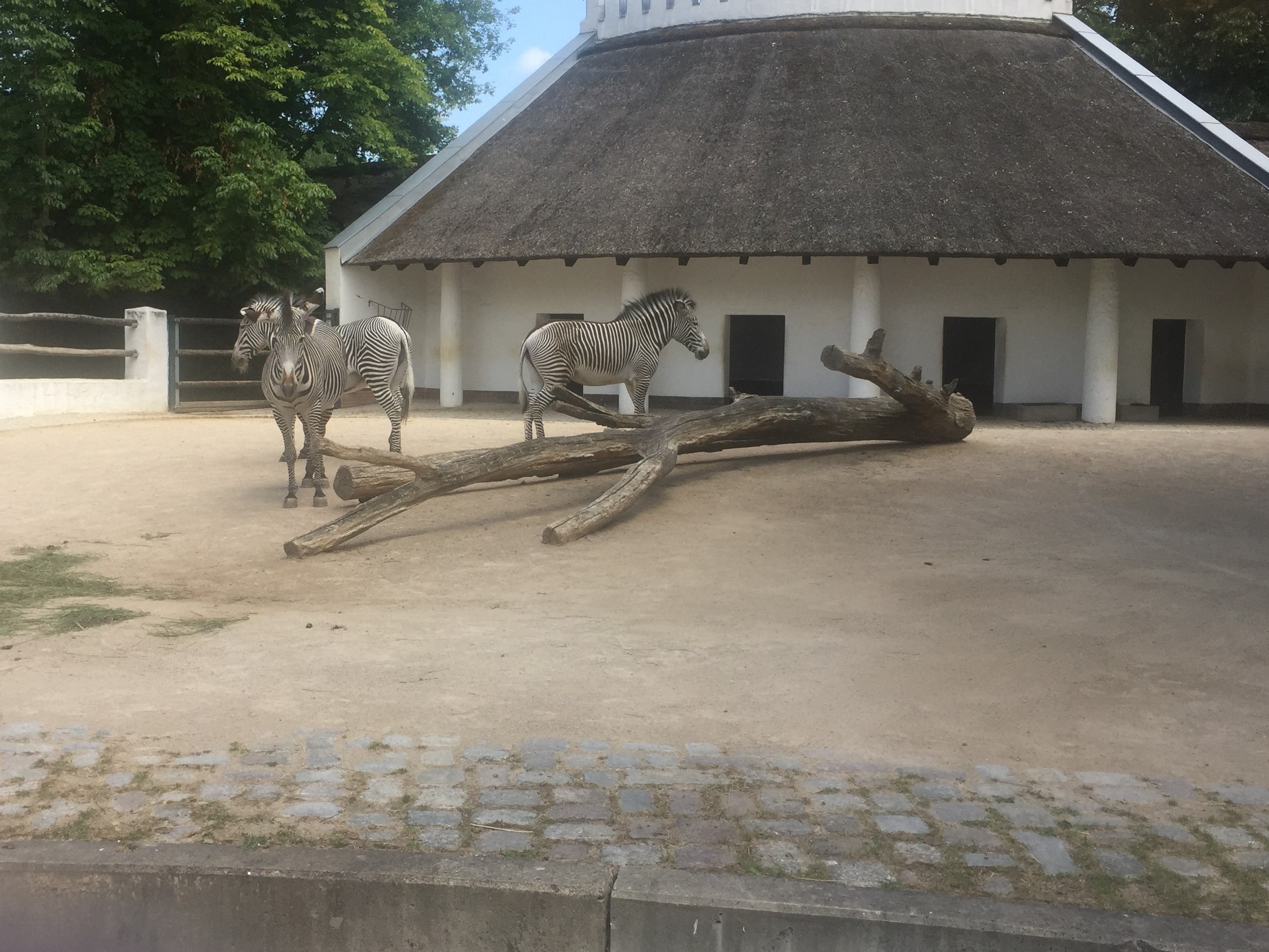Zoo Berlin  14.08.2019