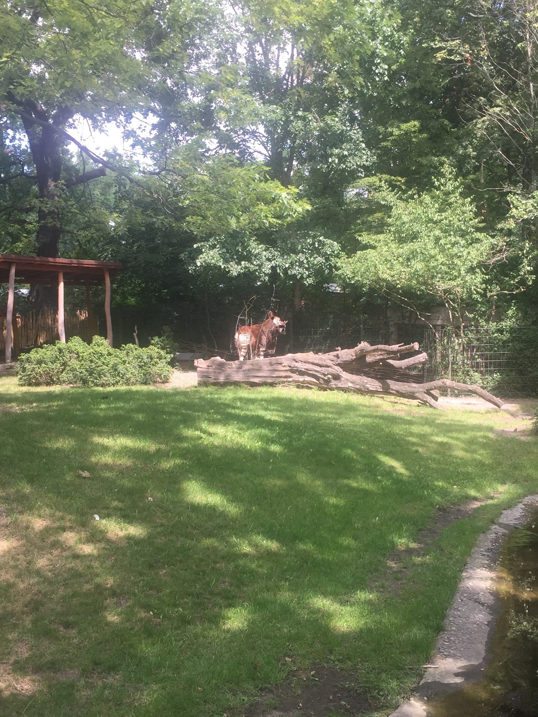 Zoo Berlin  14.08.2019
