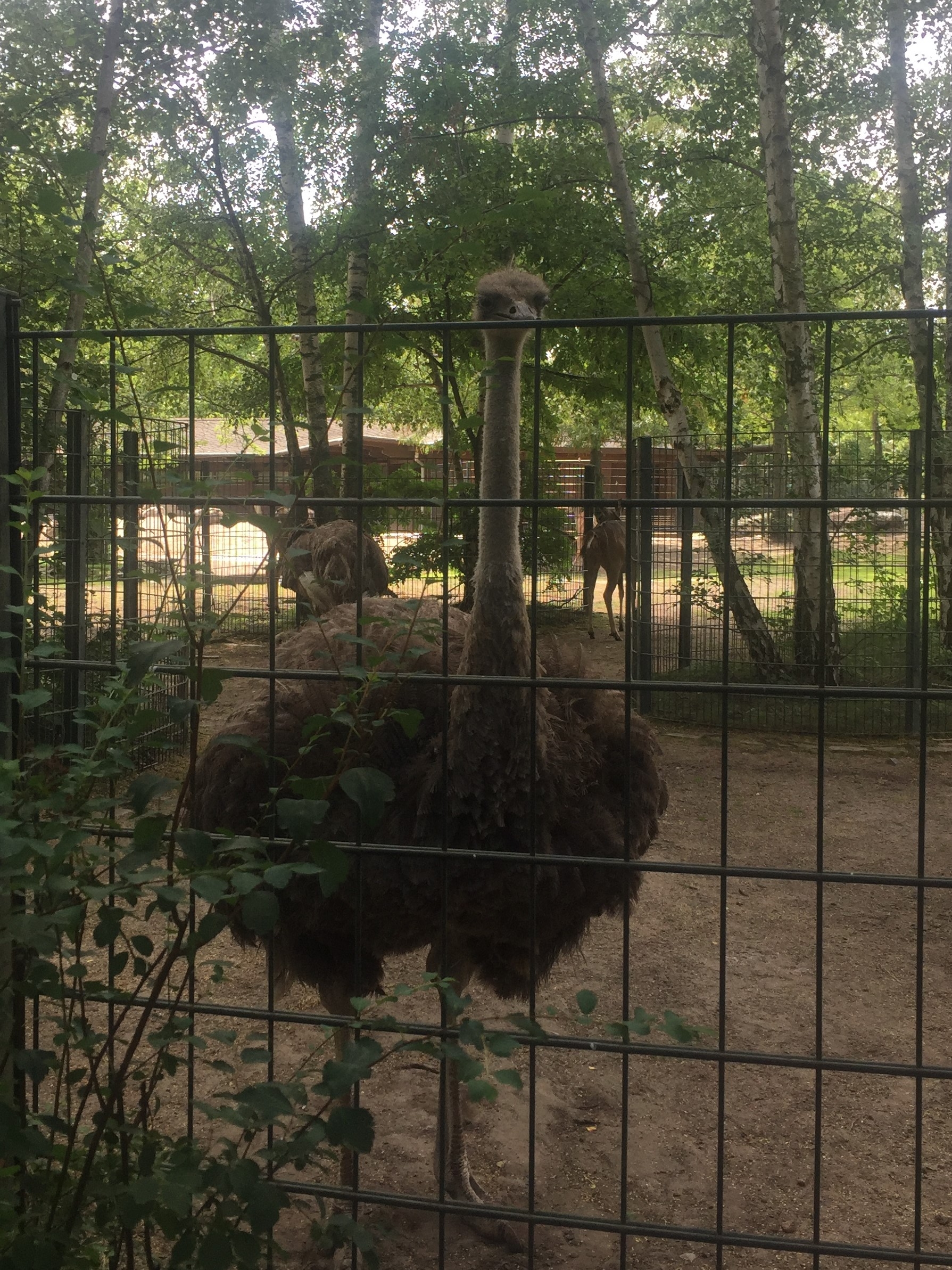 Zoo Berlin  14.08.2019