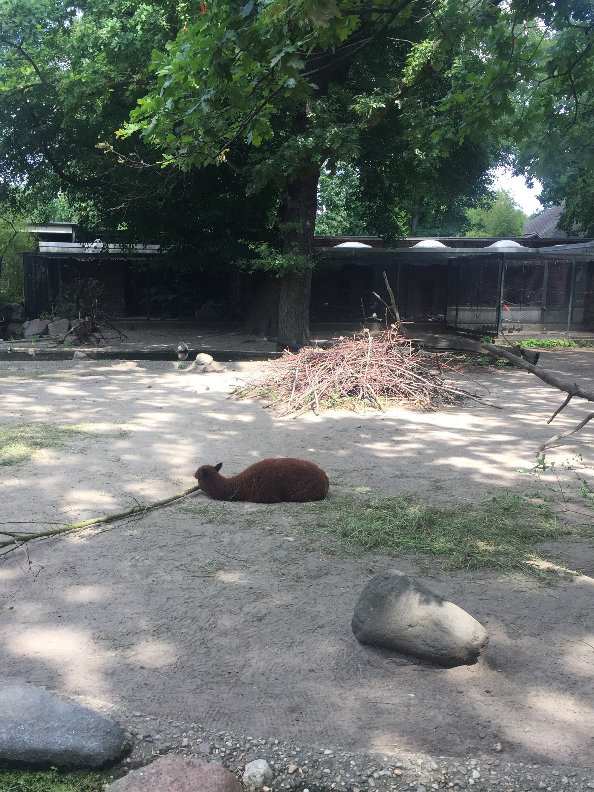 Zoo Berlin  14.08.2019