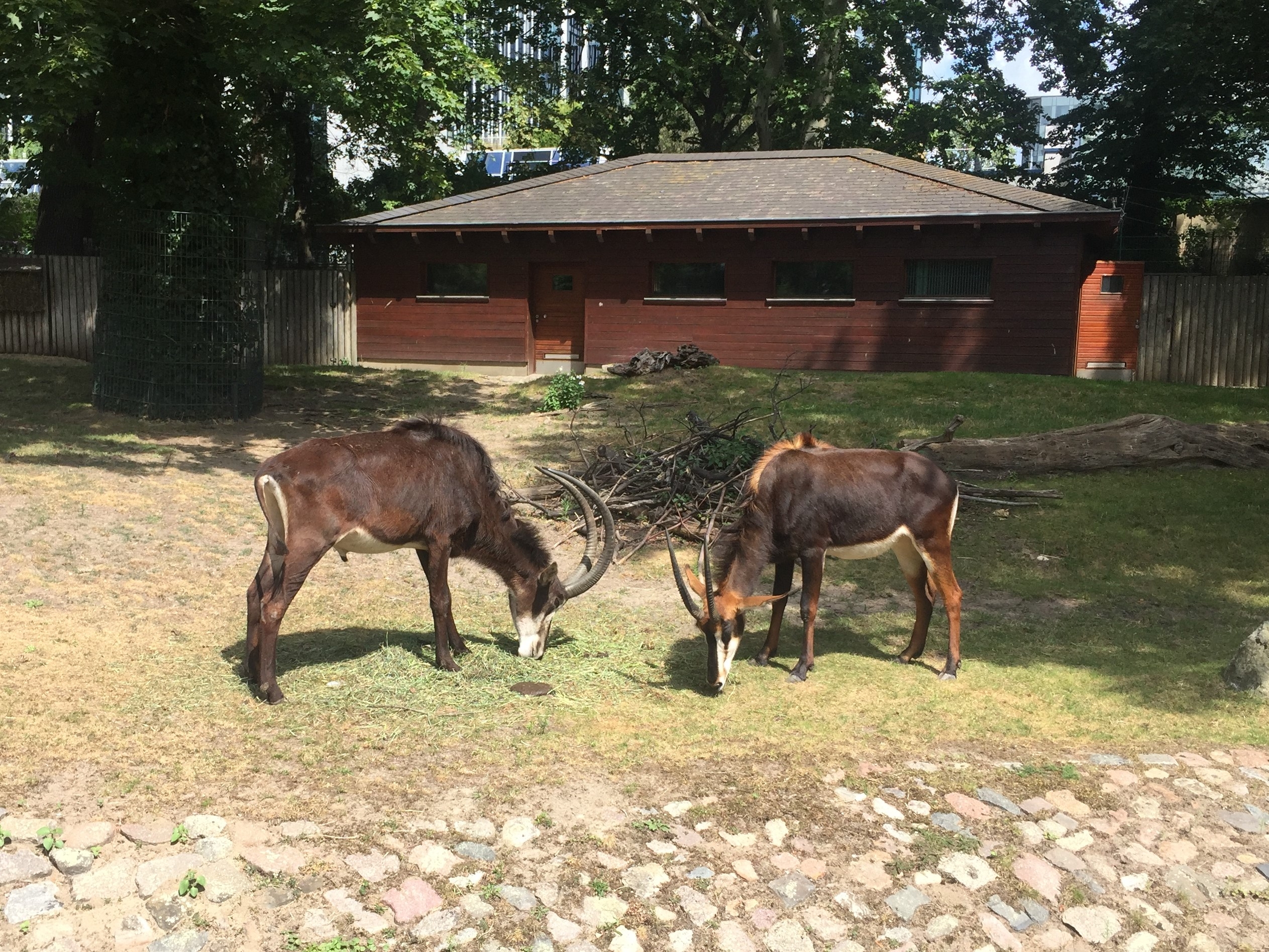 Zoo Berlin  14.08.2019