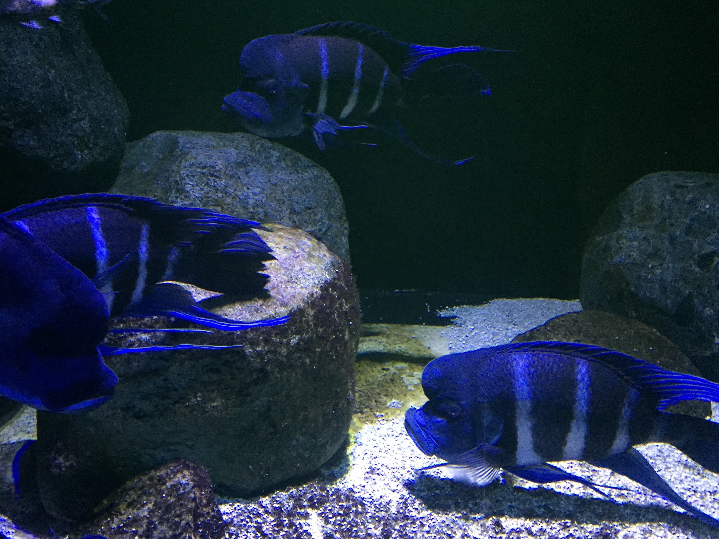 Zoo Berlin  18.08.2019