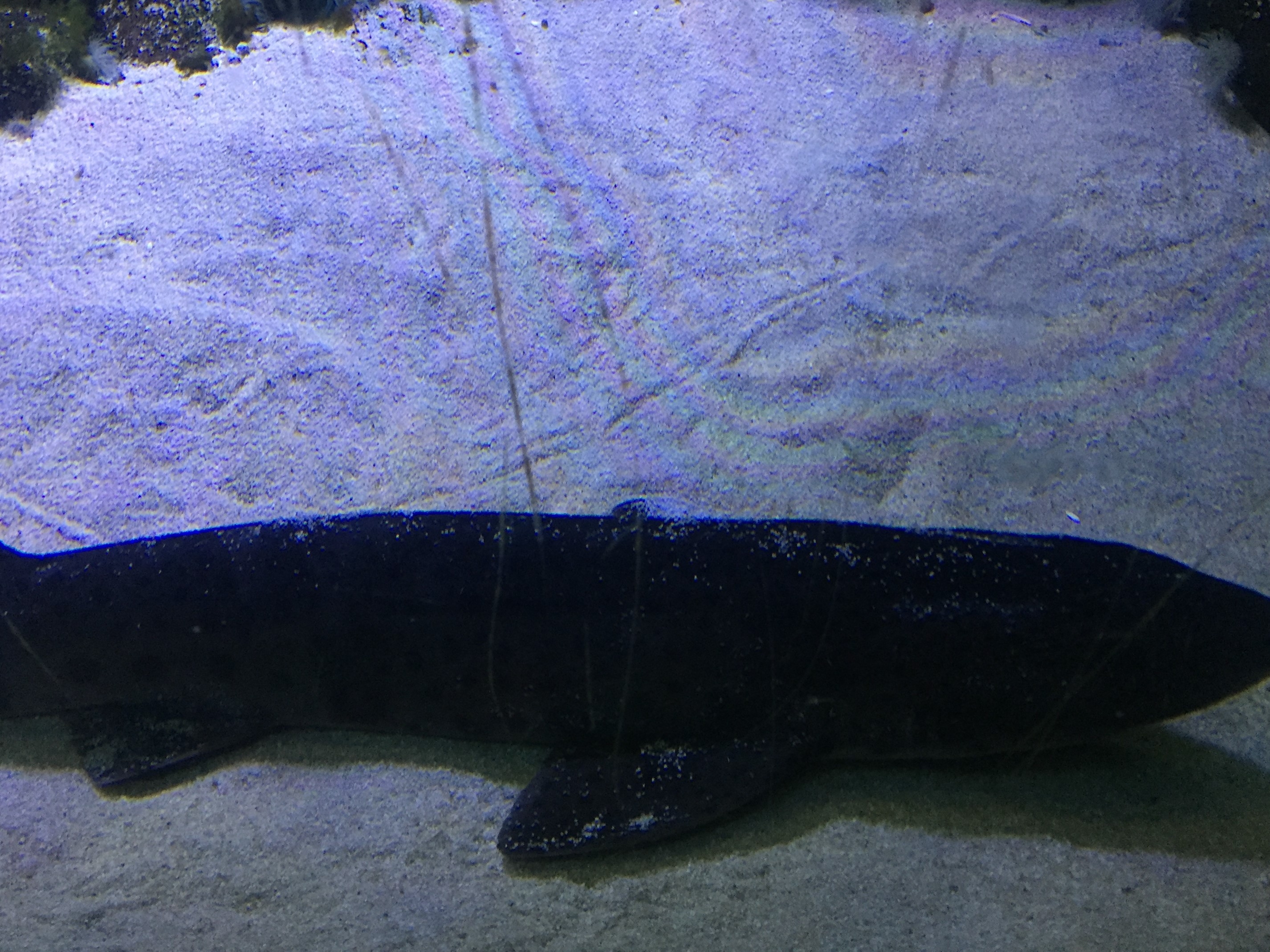 Zoo Berlin  18.08.2019