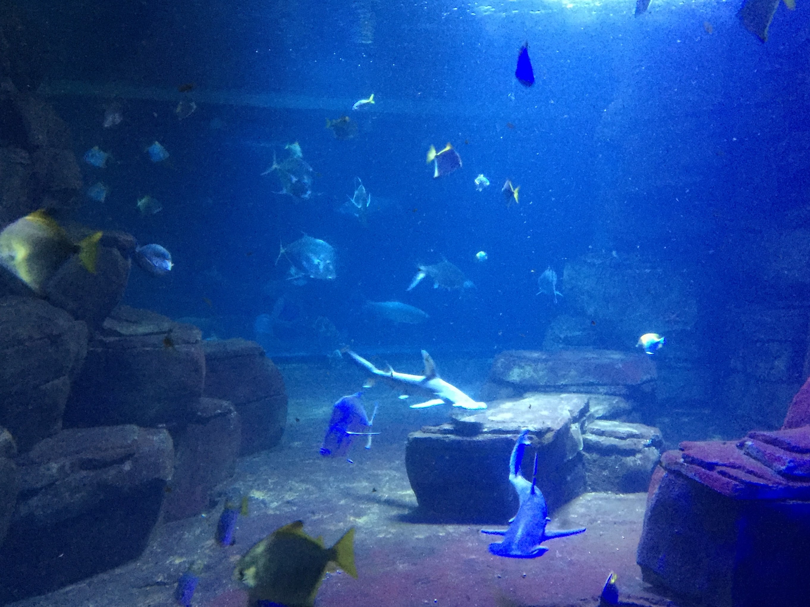 Zoo Berlin  18.08.2019