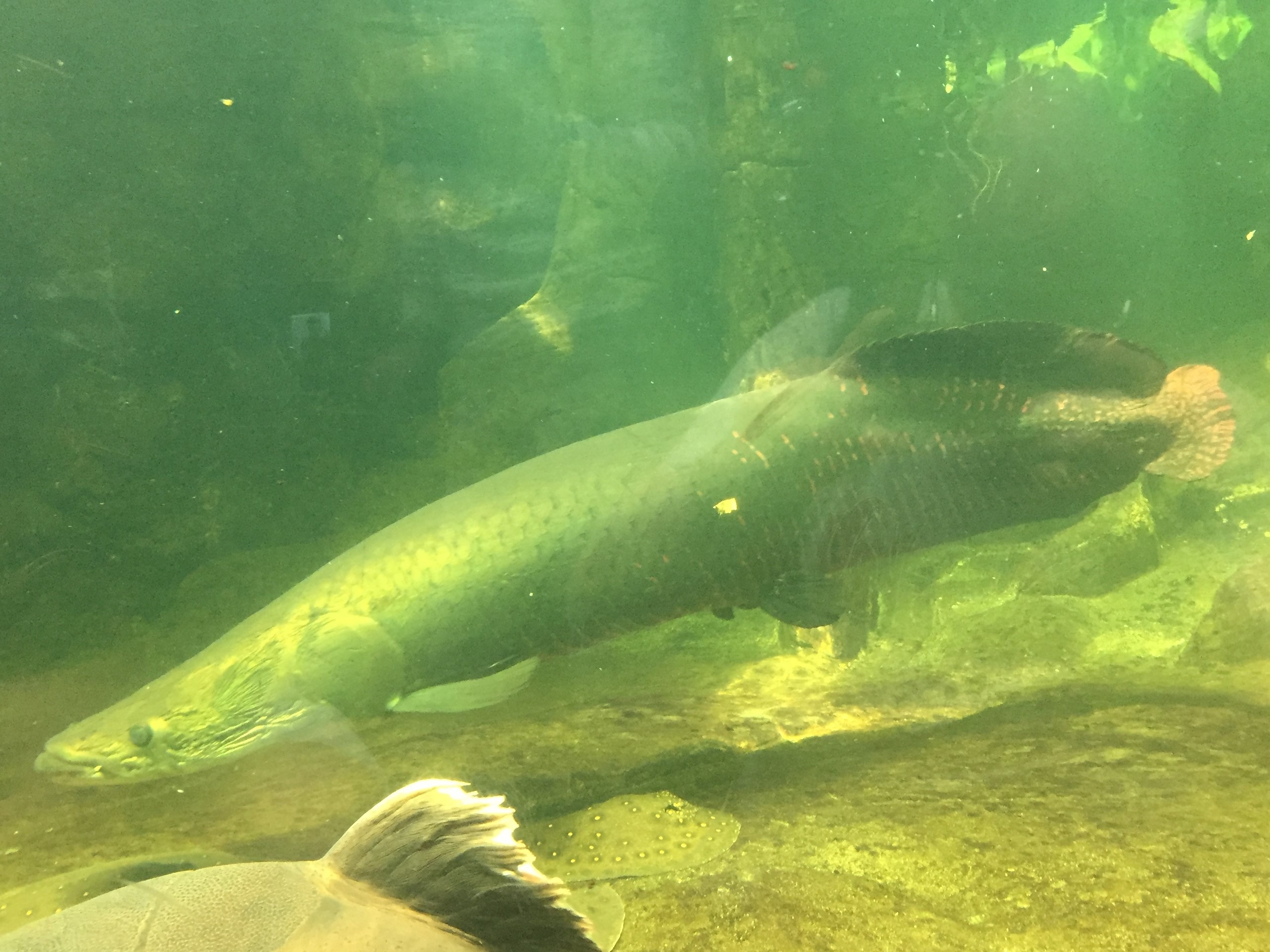 Zoo Berlin  18.08.2019