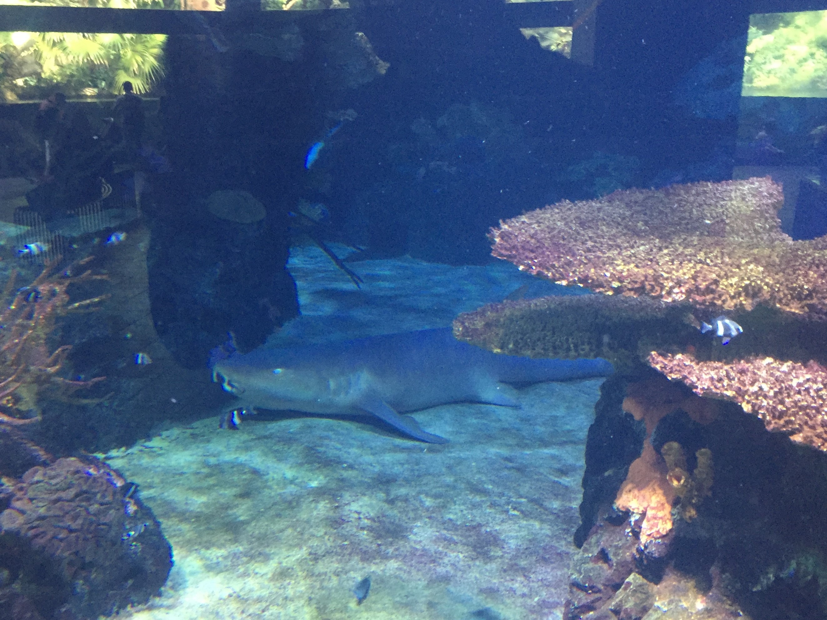 Zoo Berlin  18.08.2019