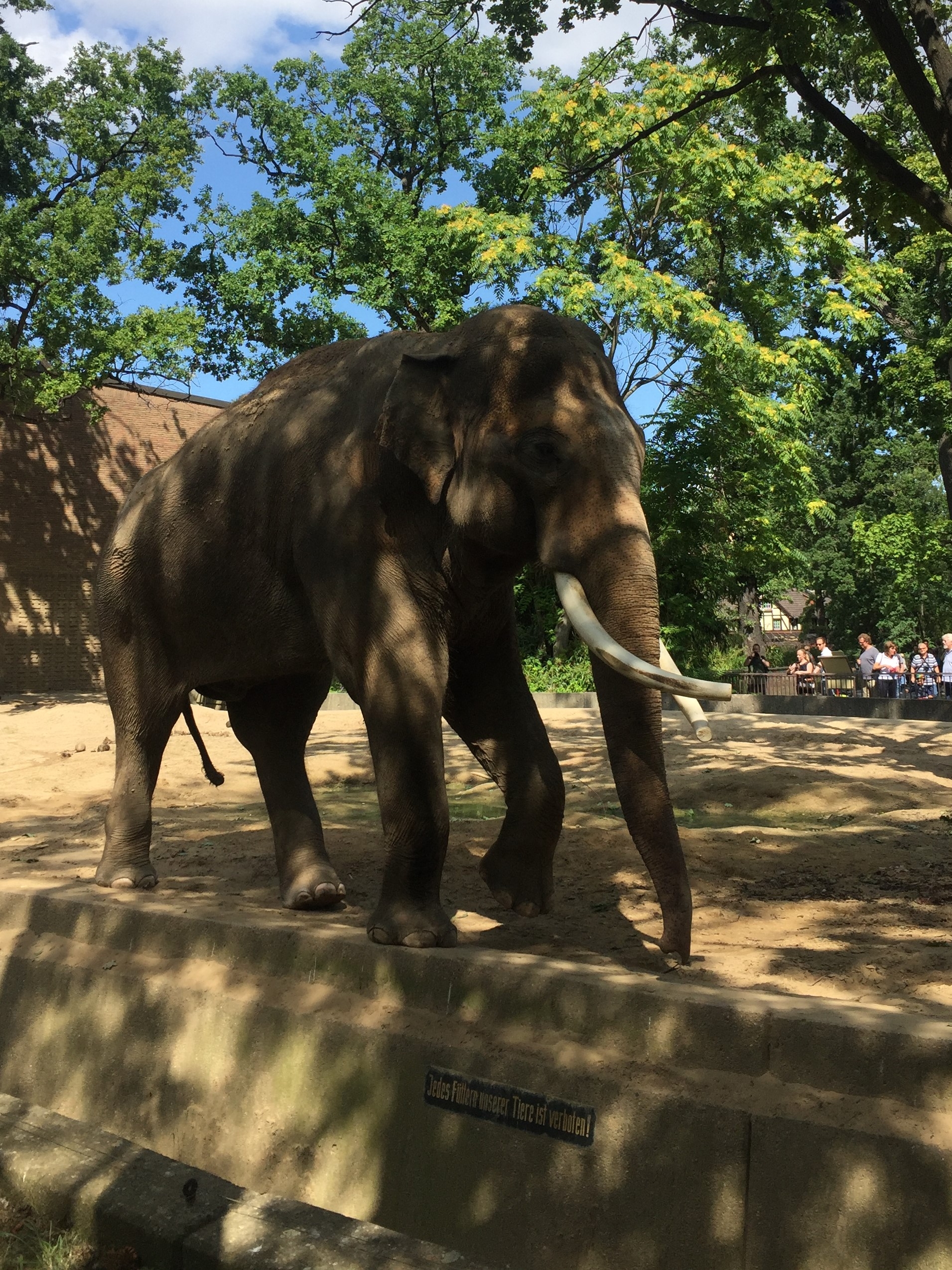 Zoo Berlin  18.08.2019