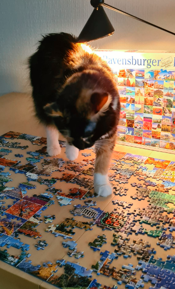 katze