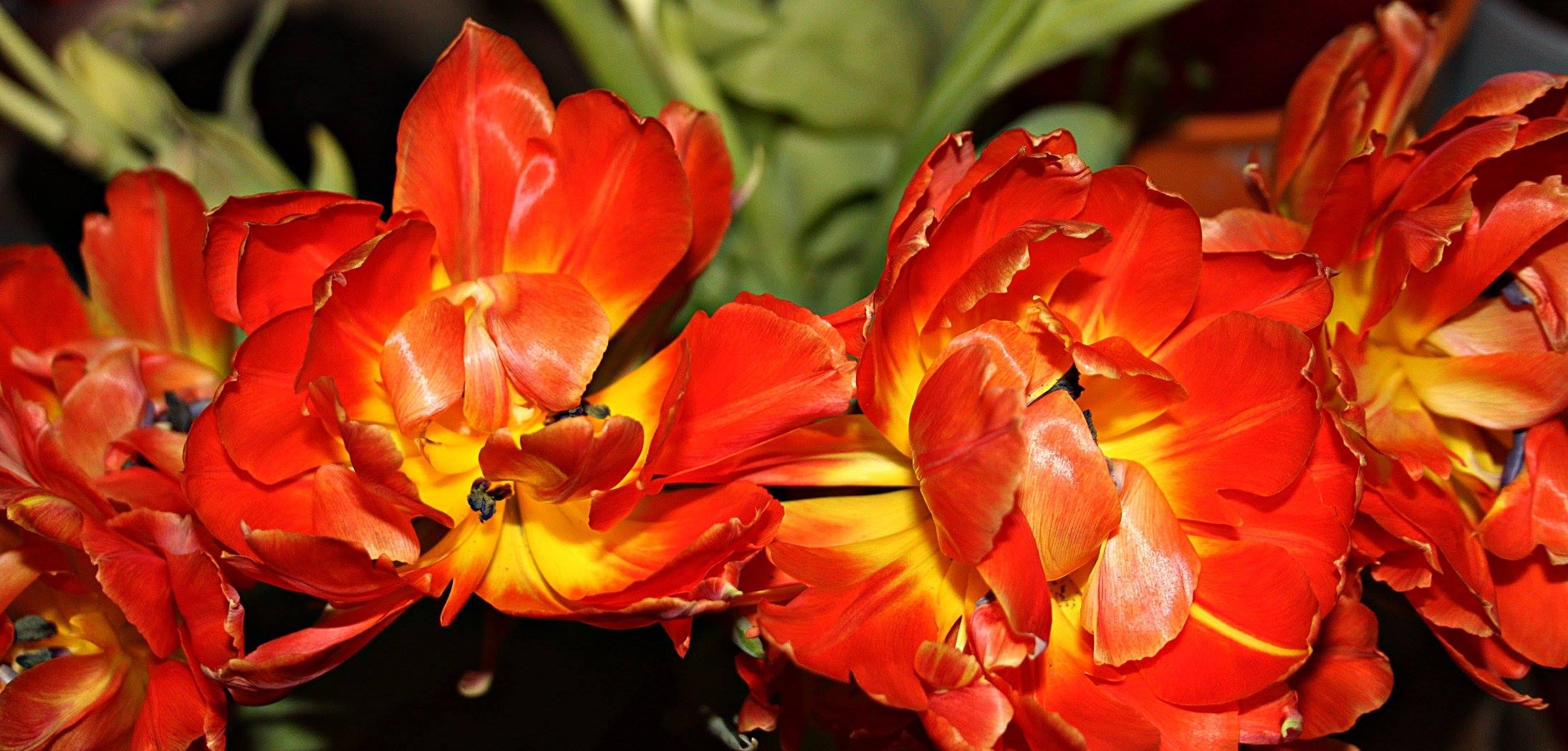 Blumiges   05.04.2023