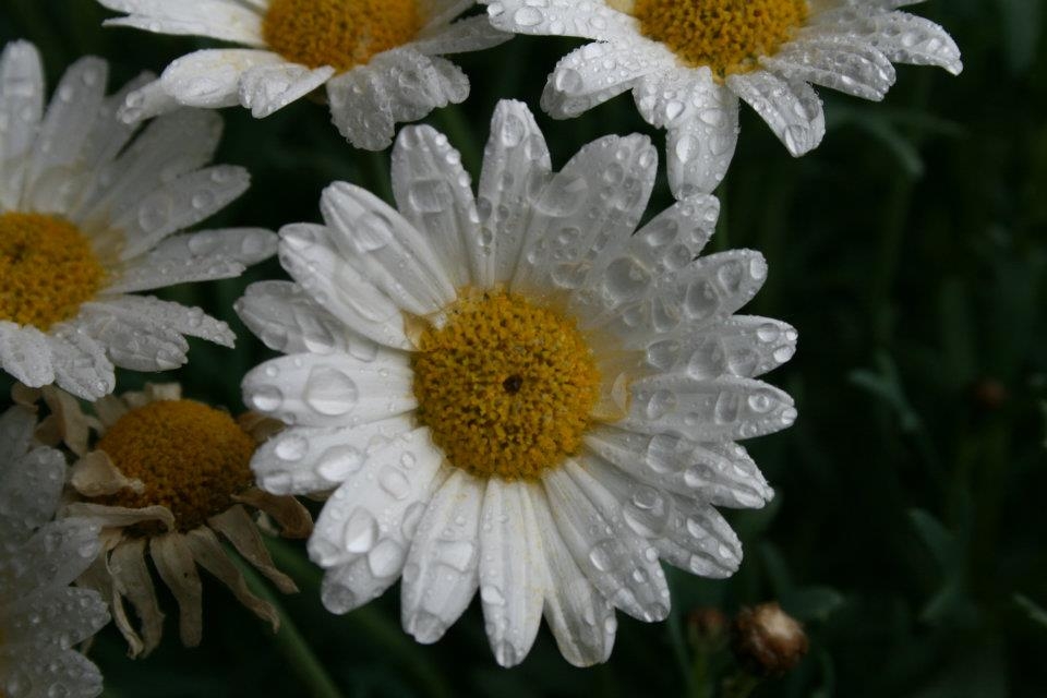 Blumiges   05.04.2023