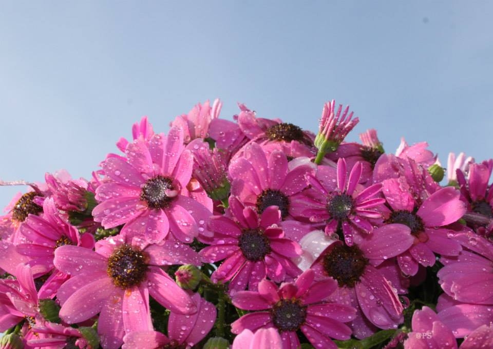Blumiges   05.04.2023