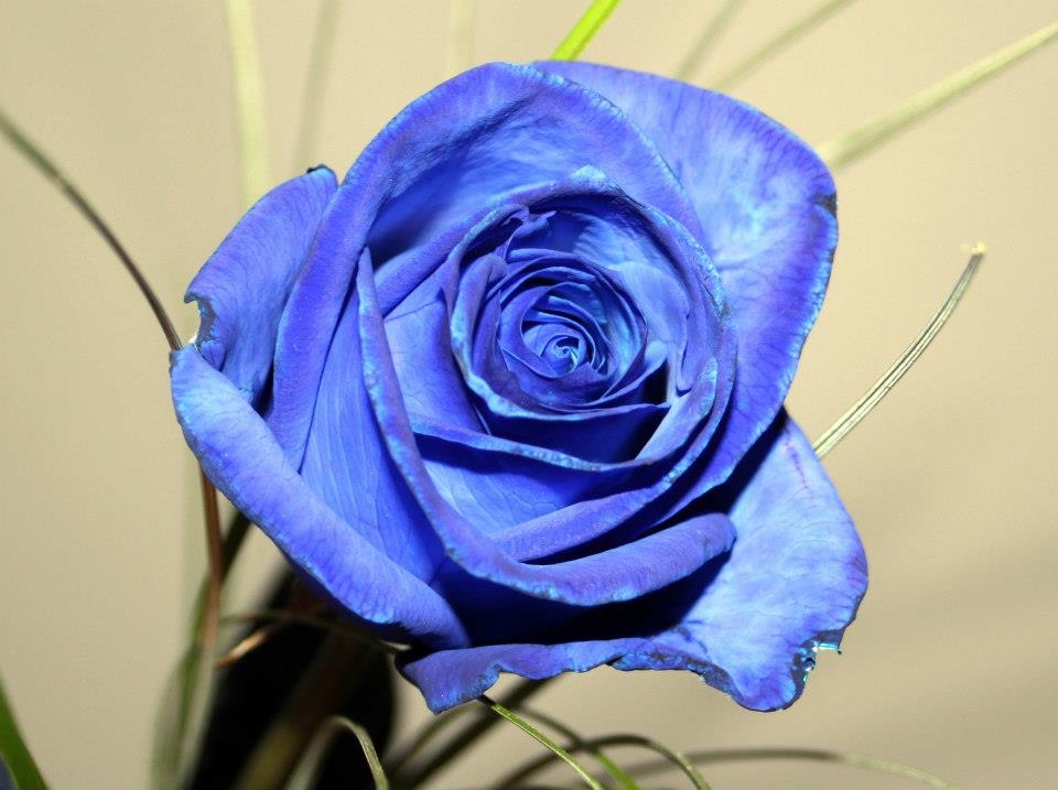 Blumiges   05.04.2023