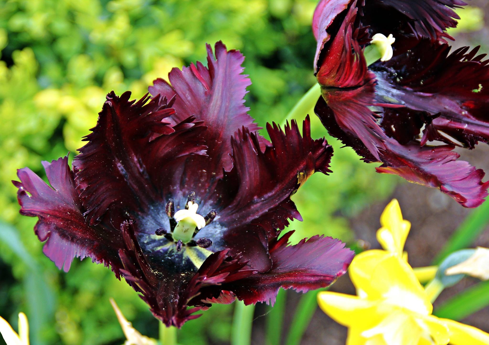 Blumiges   05.04.2023