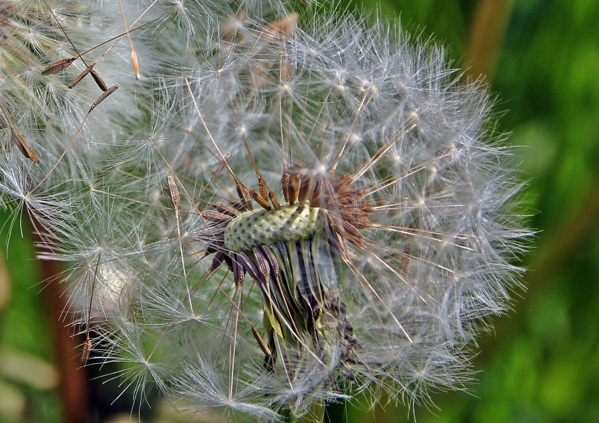 Blumiges   05.04.2023