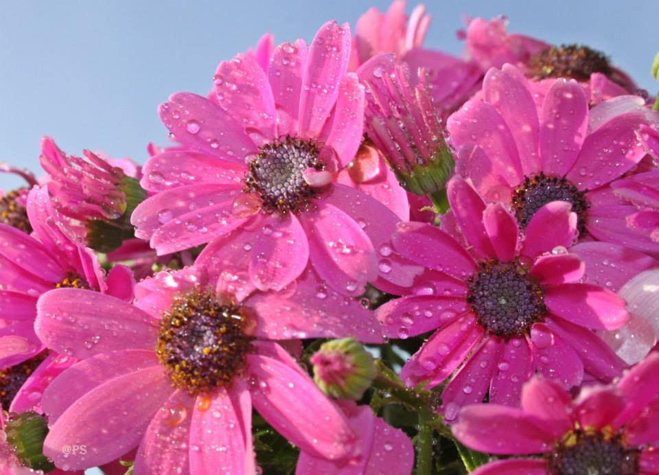 Blumiges   05.04.2023