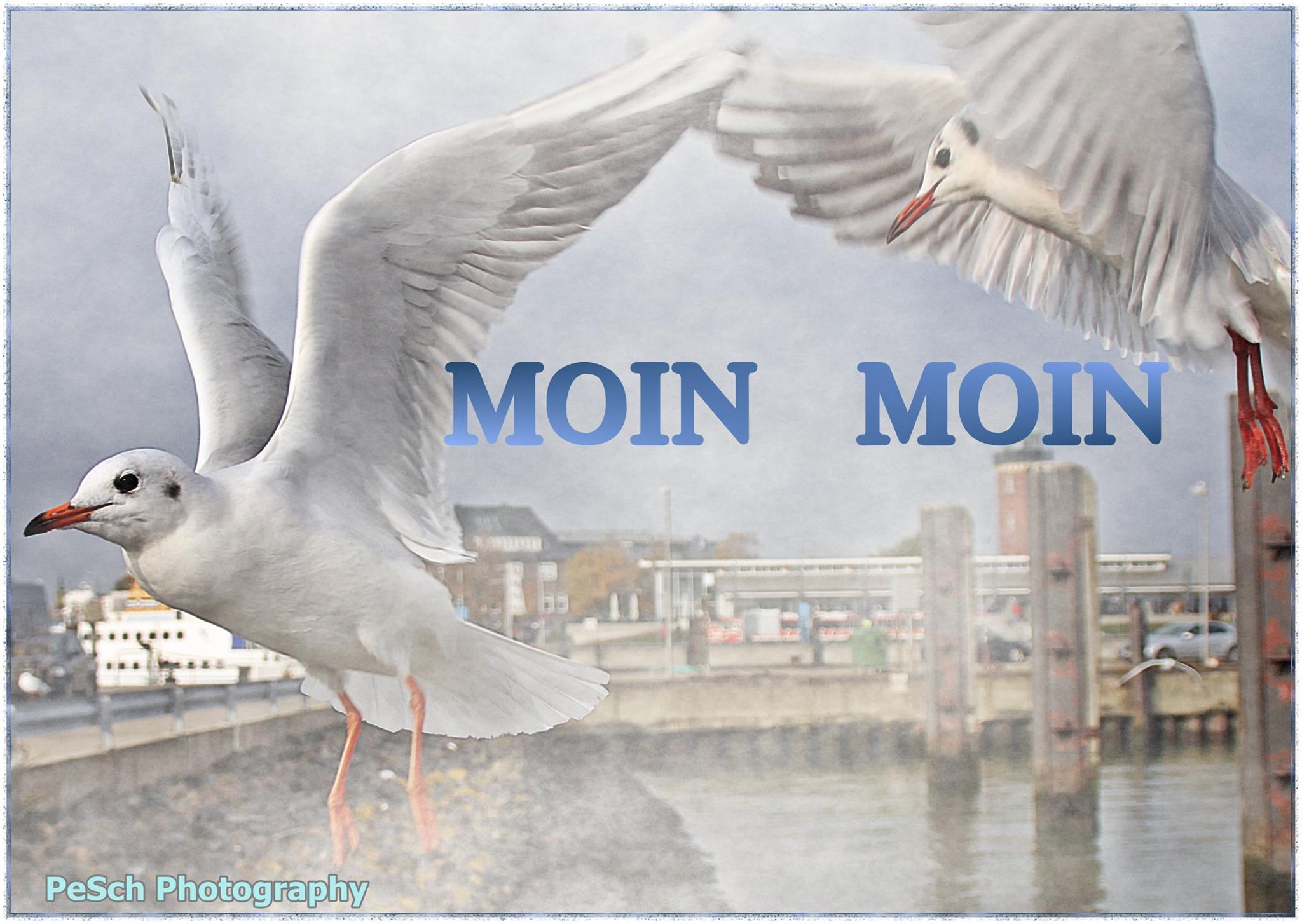 Meine Möwen ;) 25.03.2023