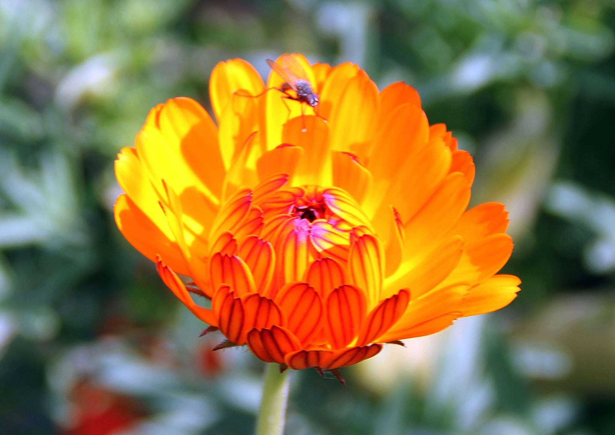Blumiges   05.04.2023