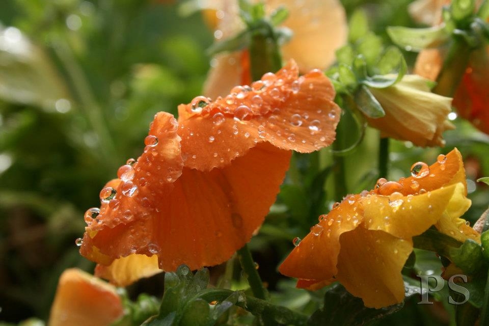 Blumiges   05.04.2023