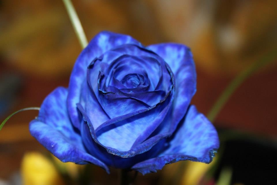 Blumiges   05.04.2023