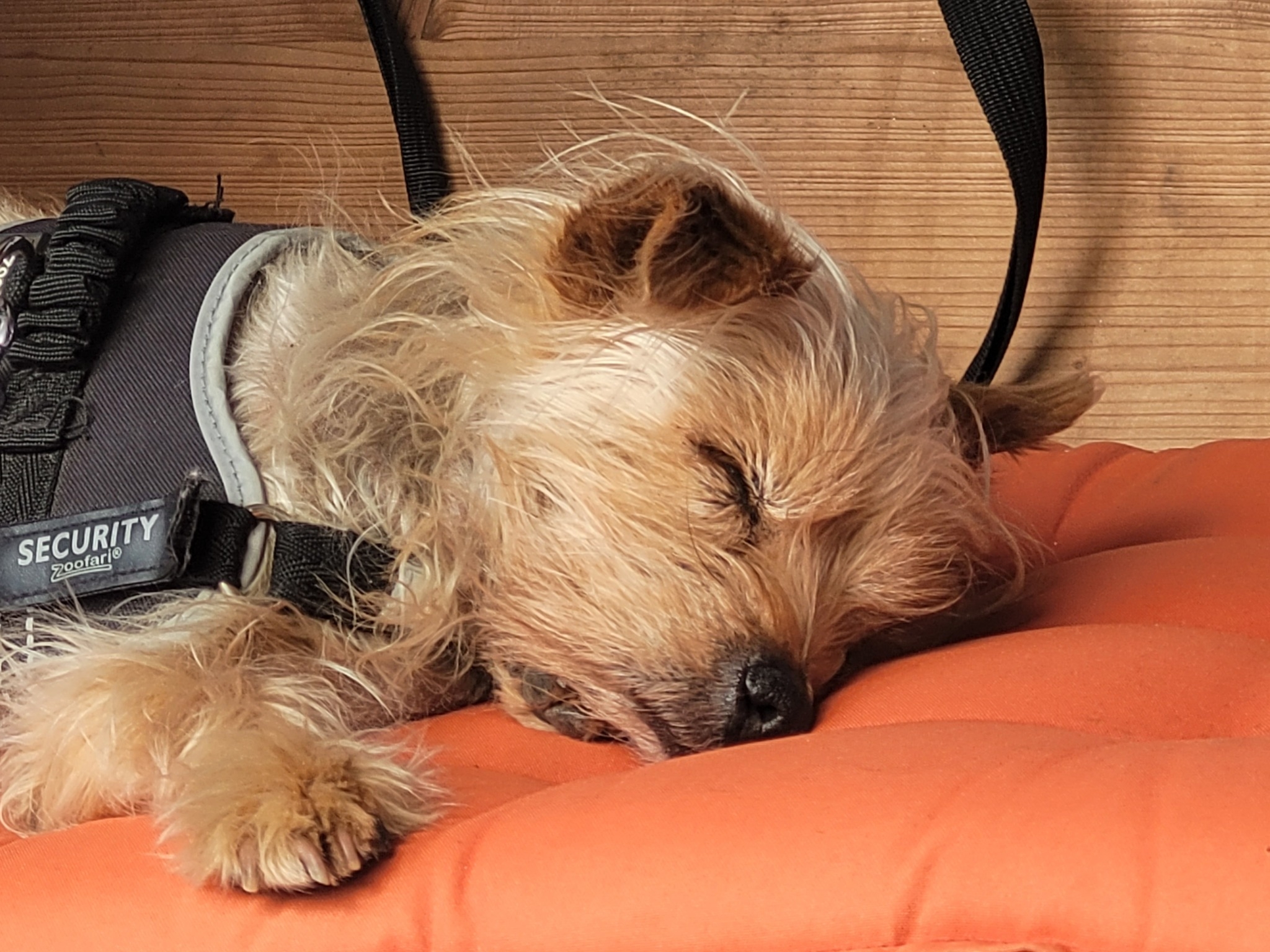 Tierische Modelle ,) 20.05.2025