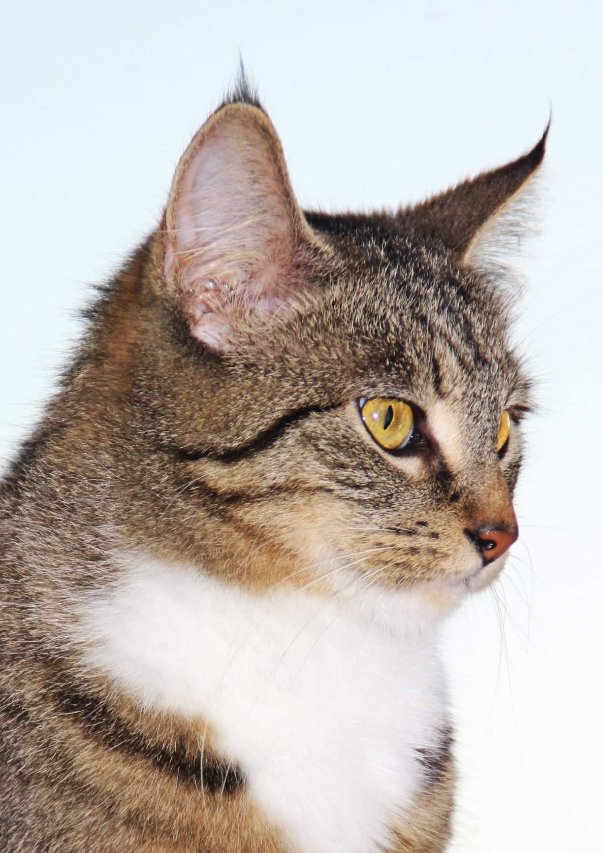 Tierische Modelle ,) 20.05.2025