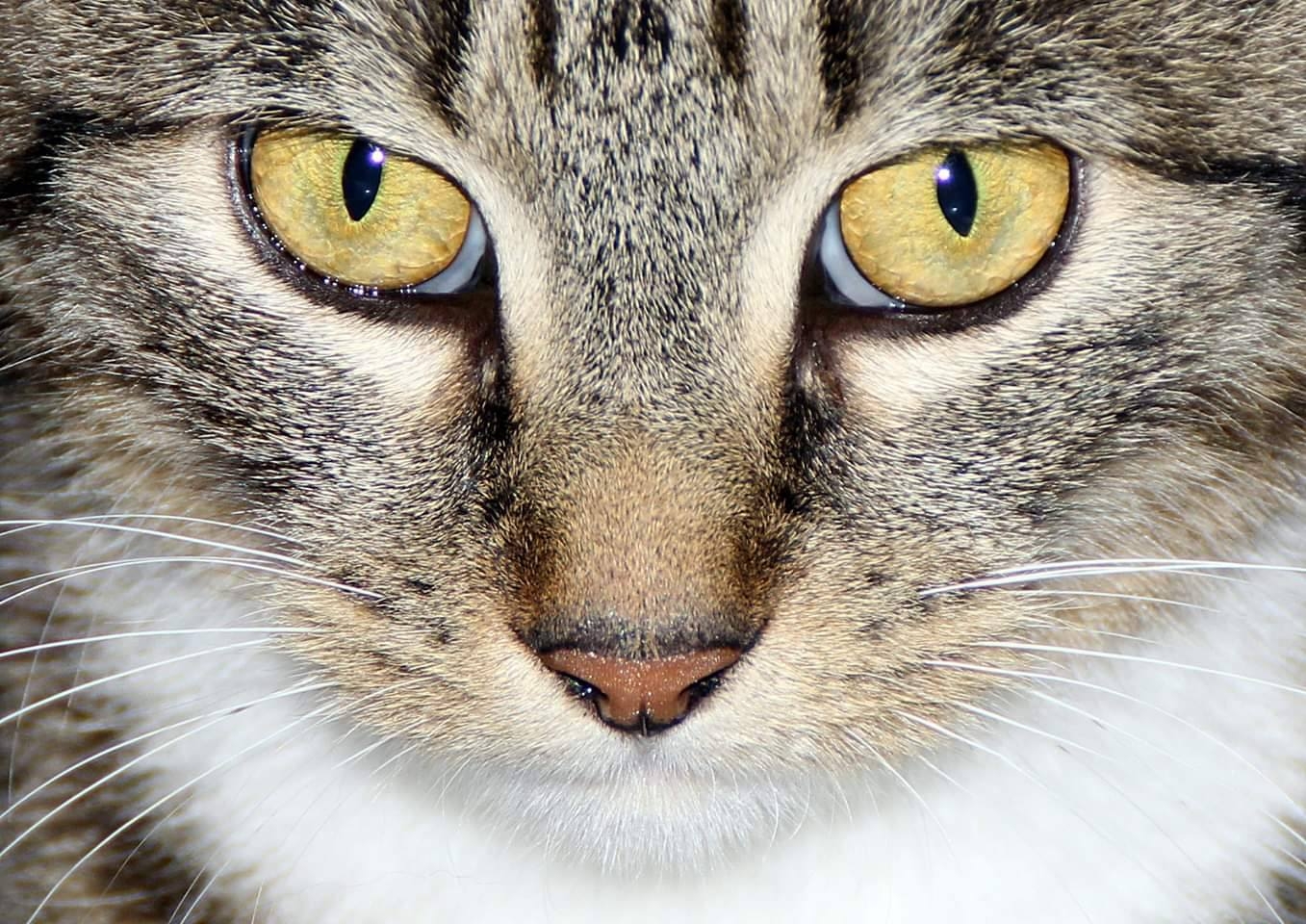Tierische Modelle ,) 20.05.2025
