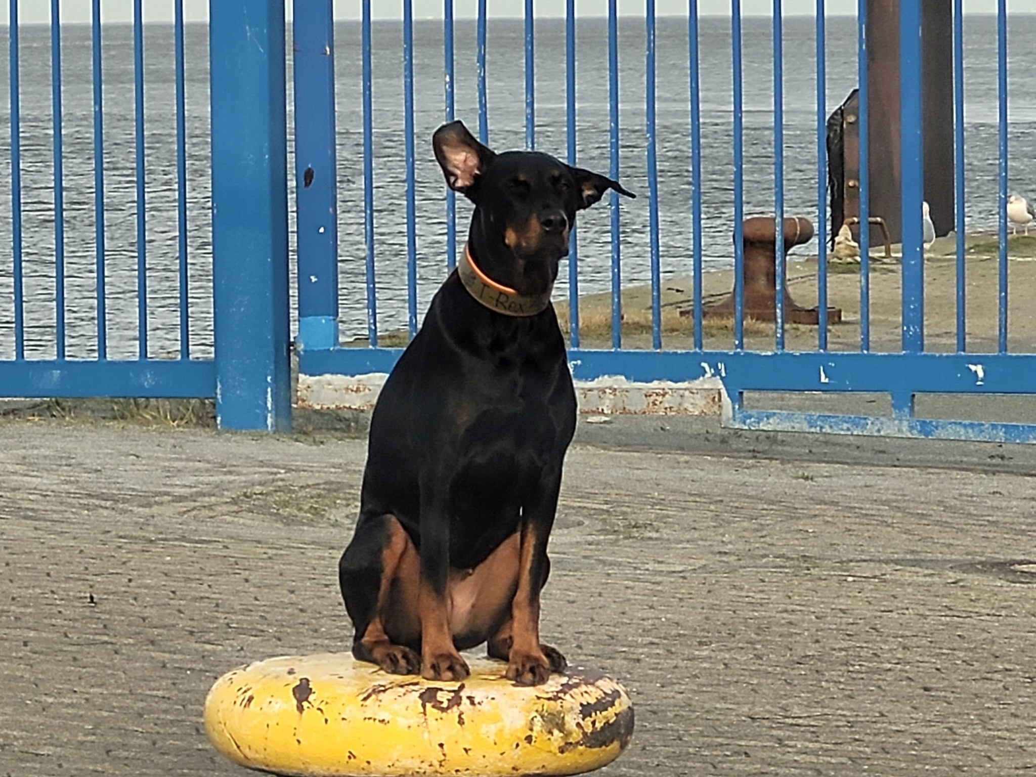 Tierische Modelle ,) 20.05.2025