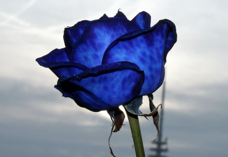Blumiges   05.04.2023