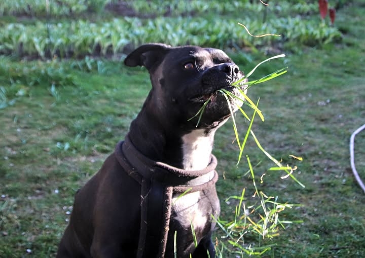 Tierische Modelle ,) 20.05.2025