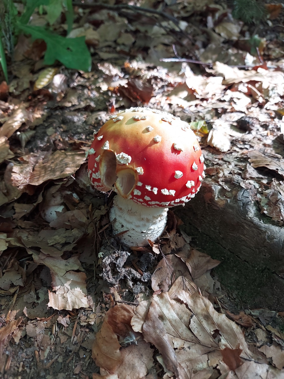 Bayerischer Wald 30.08.2023