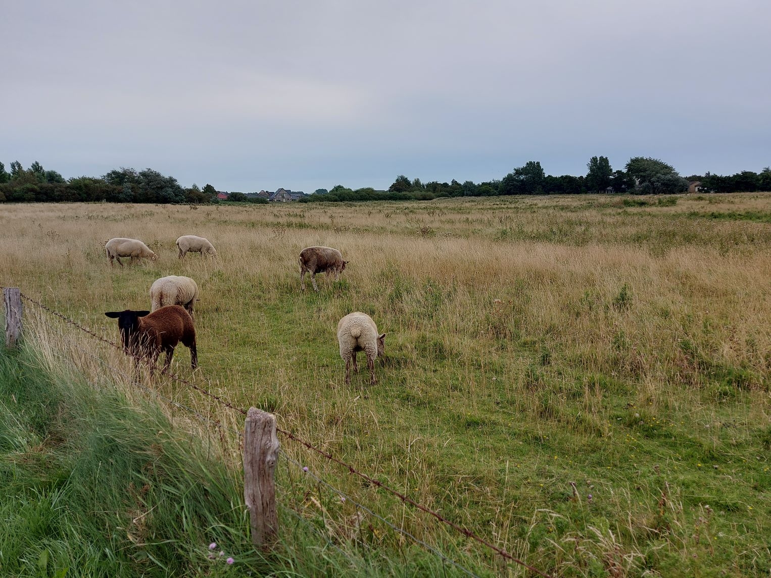 Urlaub an der Nordsee 03.09.2024