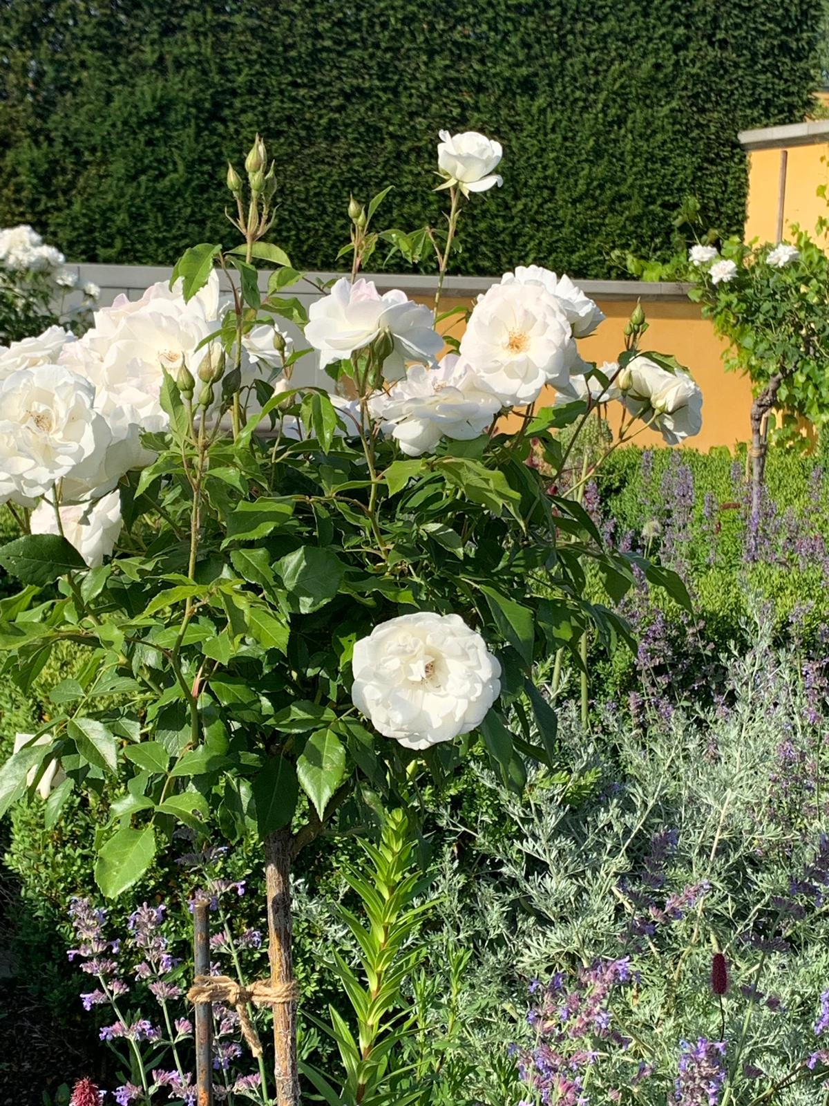 Die Gärten der Welt 11.06.2019